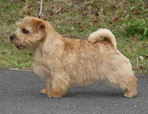 Paignton 2015 Terrier Group 2