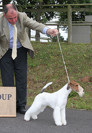 Paignton 2015 Terrier Group 3
