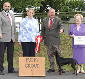Paignton 2015 Terrier Puppy Group Winner