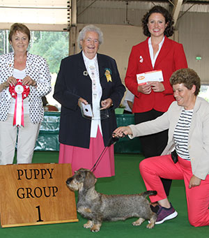 Paignton 2018 Hound Puppy Group Winner