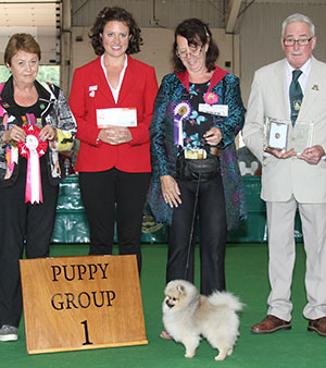Paignton 2018 Toy Puppy Group Winner
