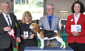 Paignton 2019 Hound Puppy Group Winner