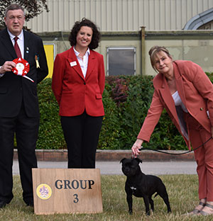 Paignton 2019 Terrier Group 3