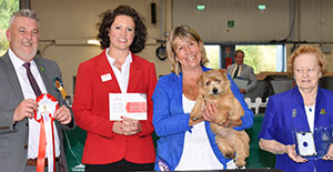 Paignton 2019 Terrier Puppy Group Winner
