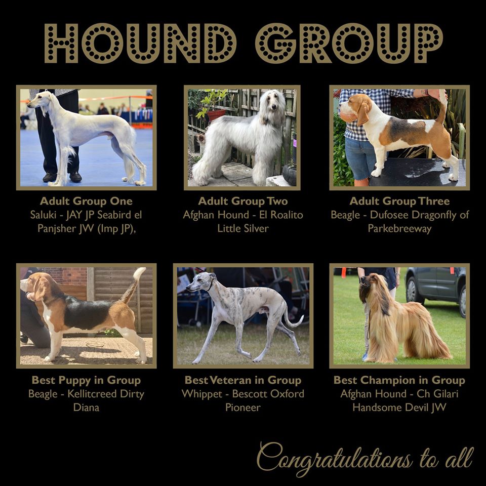 2020 Hound Groups Winners