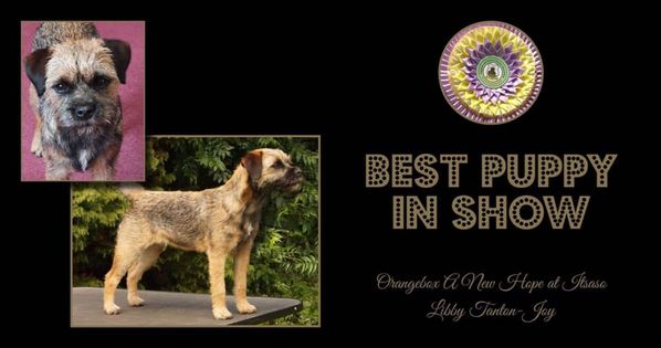 Paignton Best Puppy In Show 2020
