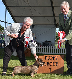 Paignton 2023 Hound Puppy Group Winnner