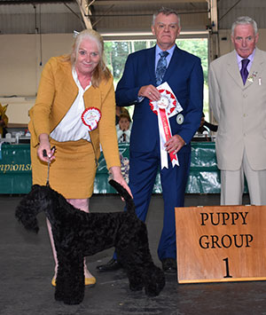 Paignton 2021 Terrier Puppy Group Winnner
